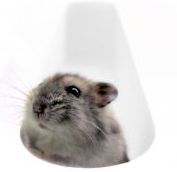 skrecok[1].jpg
